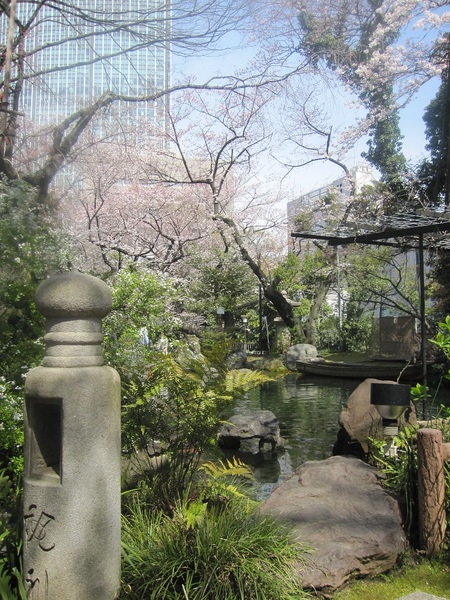 池の桜.jpg