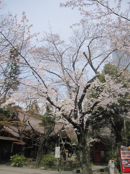 社殿横の桜.jpg