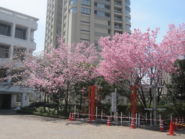 NHK博物館の桜.jpg